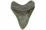 Serrated, Fossil Megalodon Tooth - South Carolina #310014-2